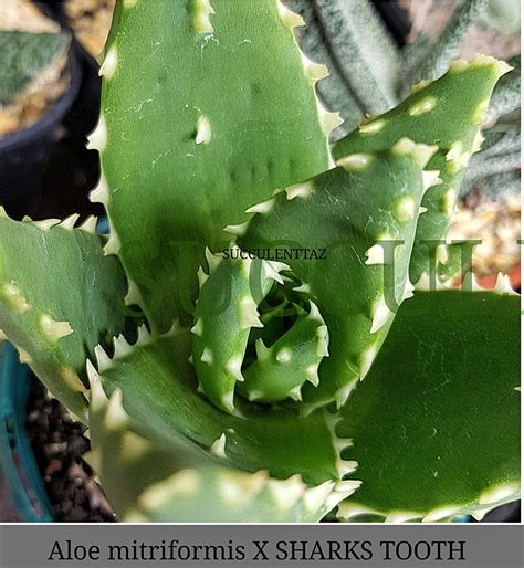 Aloe mitriformis X SHARKS TOOTH Sharks, Tooth, Plant Leaves, Cactus ...