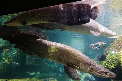 Arapaima Gigas: Characteristics, reproduction and more.