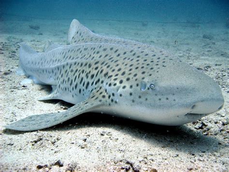 Zebra shark (Stegostoma fasciatum) - Picture Fish