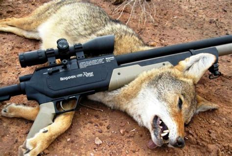 Coyote Hunting: Tips & Tricks That Will Give You The Advantage