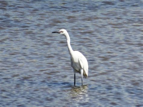 Reddish Egret (White-Morph) | Project Noah