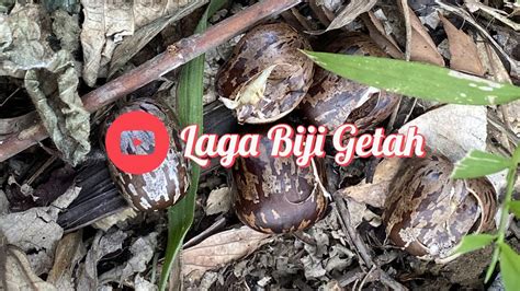 Laga Biji Getah, Lawan Biji Getah permainan traditional legend - YouTube