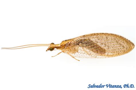 Neuroptera-Hemerobiidae-Hemerobius-Brown Lacewings (A) - Urban Programs ...