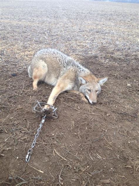 Coyote Traps - The Trap Line - The Trap Line | In-Depth Outdoors