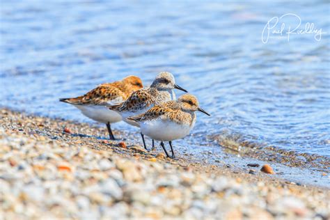 Beachcombing For Shorebirds • PAUL ROEDDING PHOTOGRAPHY