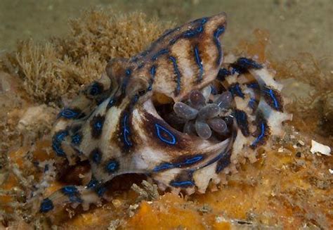 Blue-ringed Octopus with Eggs | Octopus, Underwater images, Blue