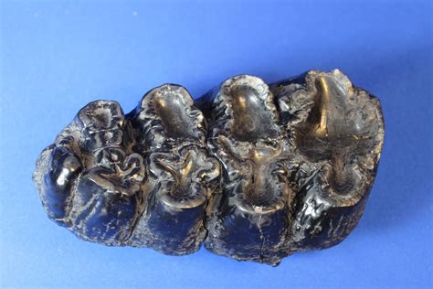 Gomphothere Fossil Upper Molar (Prehistoric Shovel-tusked Elephant ...