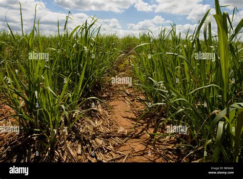 Sugar cane plantation brazil hi-res stock photography and images - Alamy