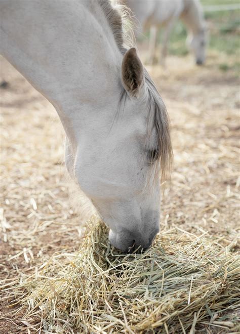 Side view of horse eating hay at the farm 2414819 Stock Photo at Vecteezy