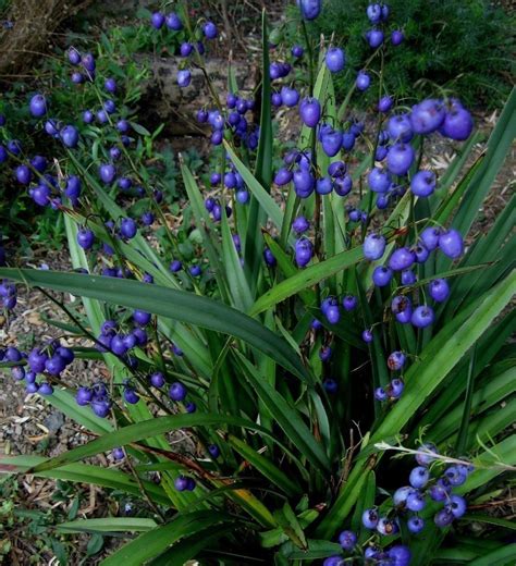 Dianella tasmanica Tas Red- 1 x Unusual Evergreen Perennial Plant in 9cm pot | Unusual plants ...