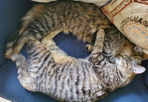 Why You Should Consider Adopting a Bonded Pair - Cat Tales Inc.