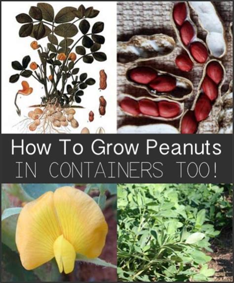 How To Grow Peanuts (In Containers Too!) - Homestead & Survival