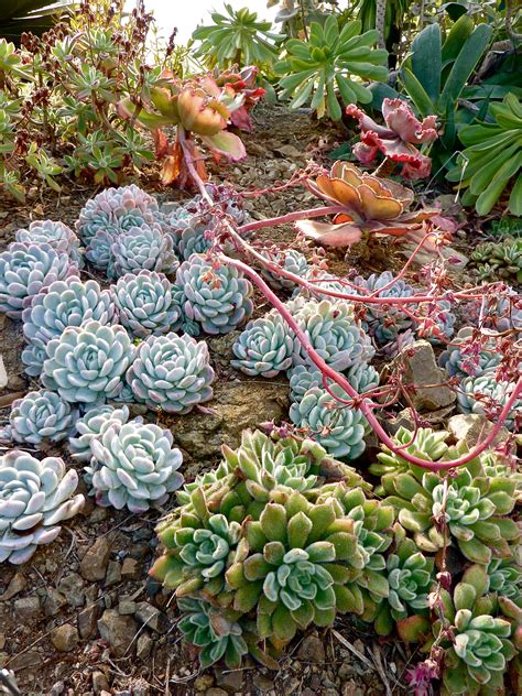 Succulents: Beautiful, Easy to Grow, and Drought Tolerant « the MacroChef