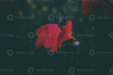 poppies growing among green grass on a summer day 22454863 Stock Photo ...