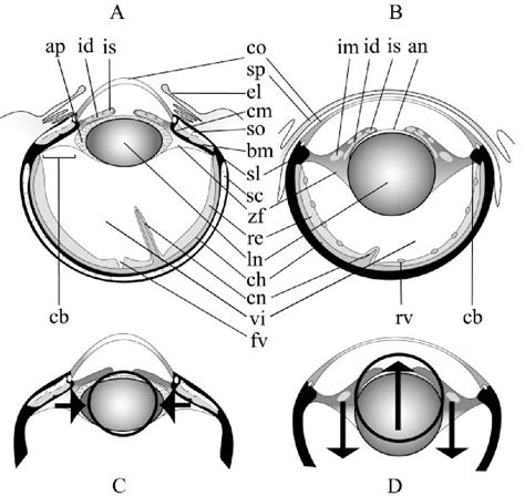 Figure 1 from The origin of snakes (Serpentes) as seen through eye anatomy | Semantic Scholar