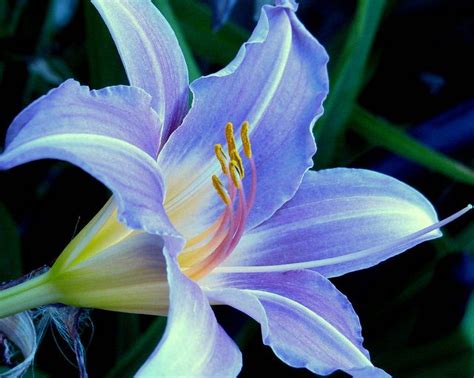 Blue Lily | Lily seeds, Tiger lily flowers, Lily flower