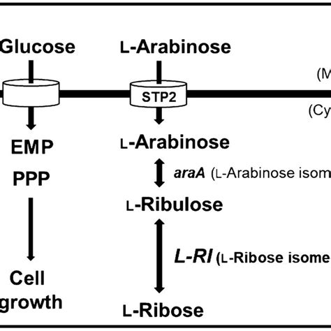 Metabolic pathway for the production of l-ribose | Download Scientific Diagram