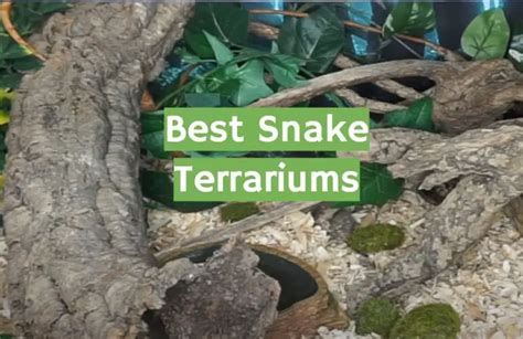 Top 5 Best Snake Terrariums [2021 Review] - ReptileProfy