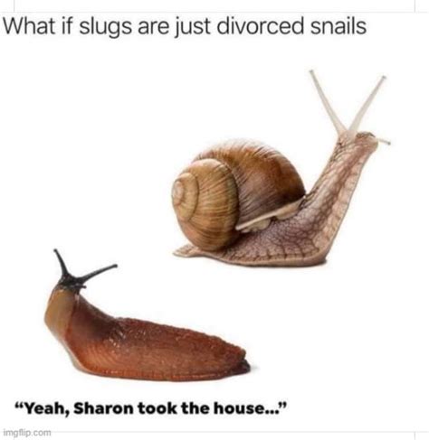 Slugs divorced snails - Imgflip