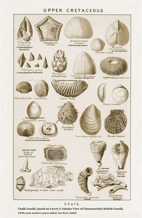 Geology, Jurassic coast, Fossils