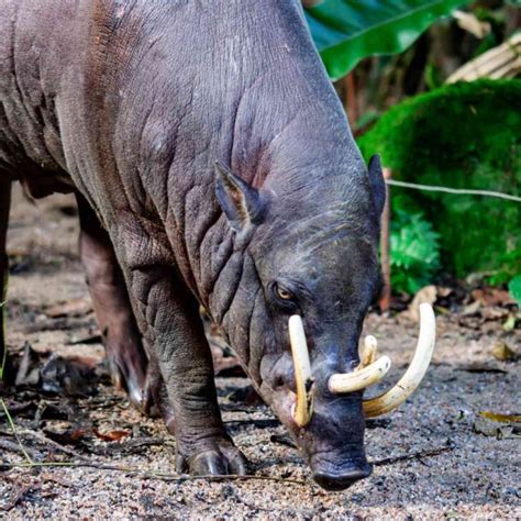 10 Facts About Babirusa You Need to Know - Factopolis