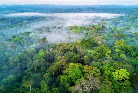 Climate Change Causes Amazon Rainforest to Face Challenges