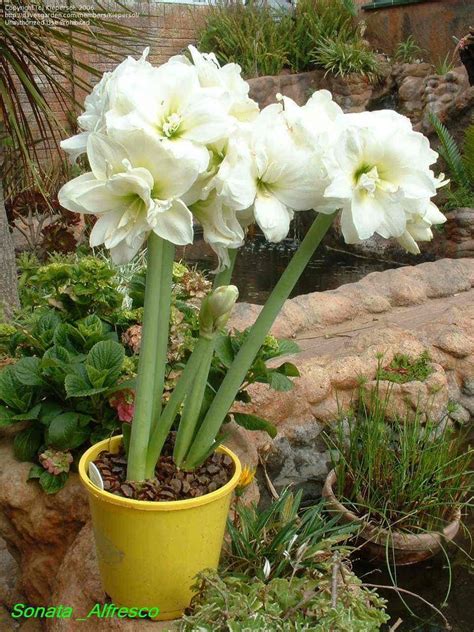 PlantFiles: Picture #3 of Amaryllis 'Alfresco' (Hippeastrum) | Amaryllis, Alfresco, Front yard