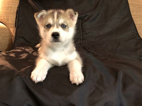 Grey and White Husky Puppy Female For Sale - Siberian Husky Puppies For ...