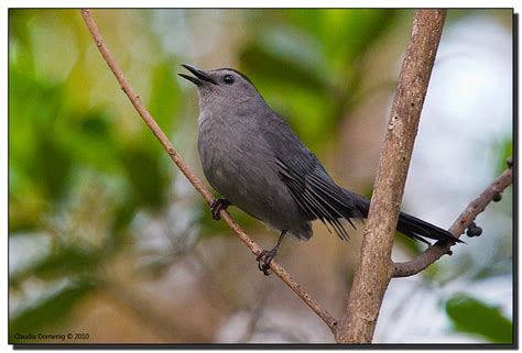 Gray Catbird Meowing in the Tree | Riverbend Park, Jupiter, … | Flickr