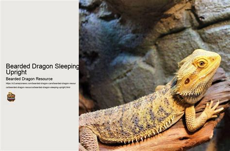 Bearded Dragon Sleeping Upright