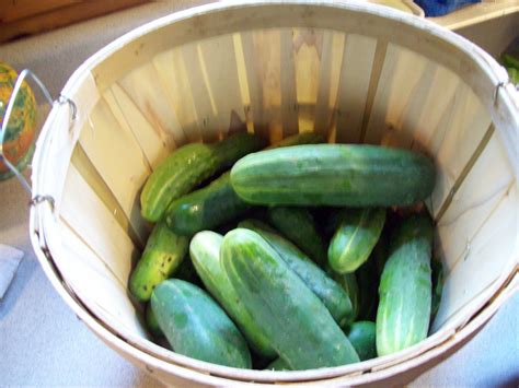 A basket of cukes for eating or pickling.