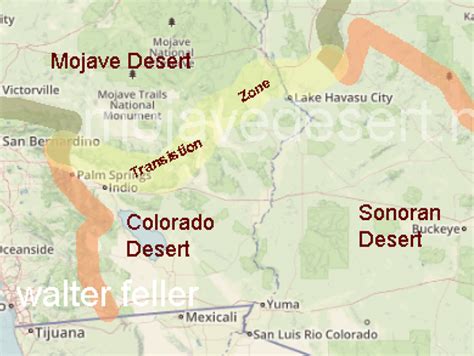 Contrasts between the Mojave and Colorado deserts: Mojave Desert Plants