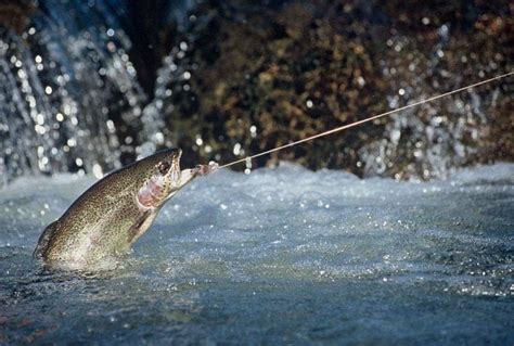 8 of the Best Spots to Go Fishing Near Gatlinburg