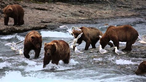 Group of Male Brown Bears fishing at McNeil River Alaska - YouTube