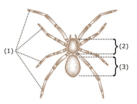 AMIGOS PARA SIEMPRE: FAUNA - ANATOMÍA DE LOS ARTRÓPODOS