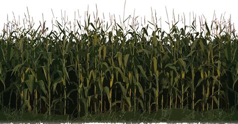 Corn clipart field corn, Corn field corn Transparent FREE for download on WebStockReview 2024