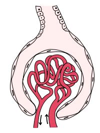 Nephron (Glomerulus and Tubule) Structure, Diagram, Functions | Healthhype.com