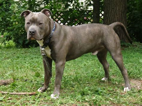 Blue Nose Brindle Pitbull - InfoRekomendasi.com