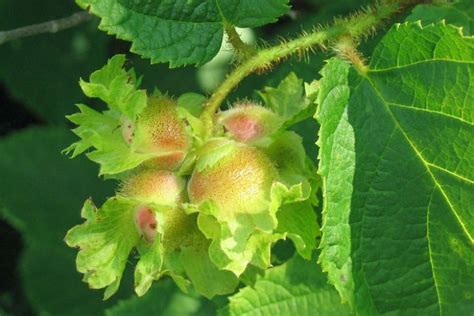 Corylus americana (American Hazelnut)