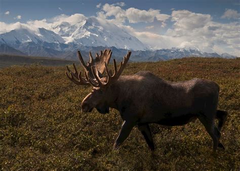 Visit Denali National Park on a trip to Alaska | Audley Travel