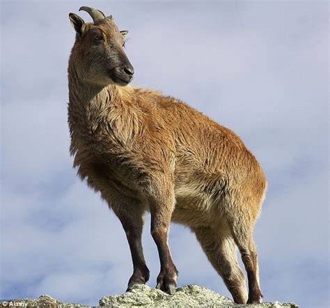 Himalayan tahr appear from nowhere to shock a hunter in New Zealand | Daily Mail Online