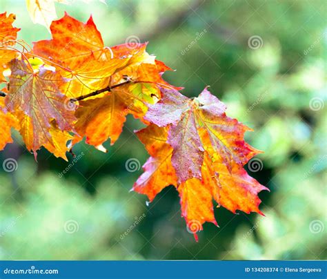 Orange autumn leaves stock photo. Image of brown, autumnal - 134208374