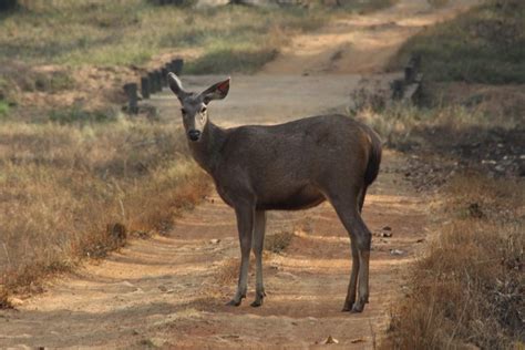 Explore 7 best, hidden Wildlife Sanctuaries in Maharashtra