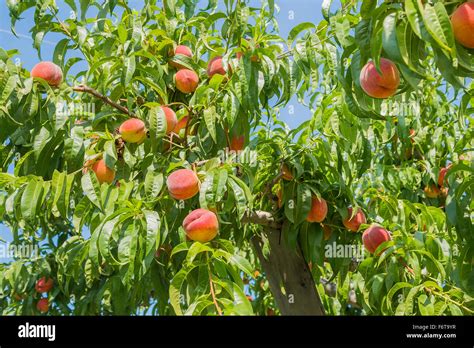 Peach tree in orchard, Kelowna, BC, Canada Stock Photo, Royalty Free Image: 90274459 - Alamy