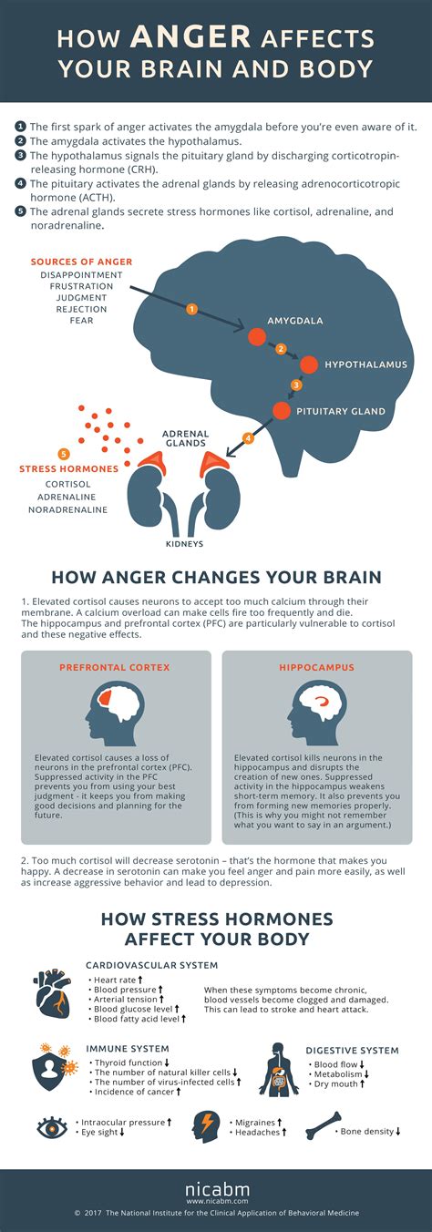 How Anger Affects the Brain and Body [Infographic] - Personal Excellence