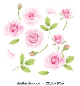 Pink Roses Vector Collection Stock Vector (Royalty Free) 1318071056 | Shutterstock