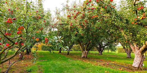 How To Create A Permaculture Food Forest, Forest Garden or Forest Farm | GroCycle