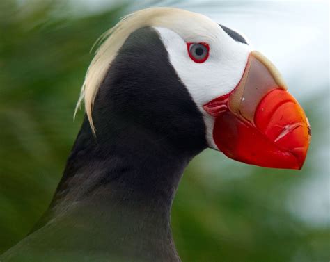 Tufted puffin - Portrait, Tufted puffin