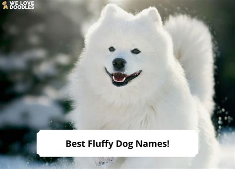 200 Best Fluffy Dog Names!