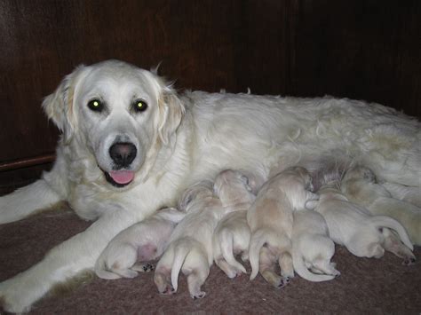 Pets Animal Photos: How To Be A Responsible Dog Breeder